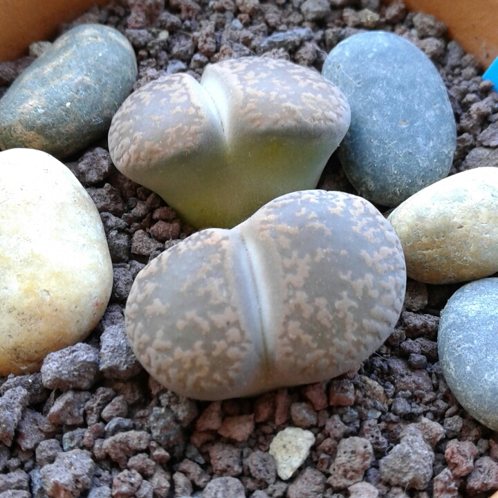 plant image 839630 plant image 839630