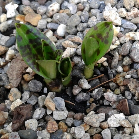 plant image 840364 plant image 840364