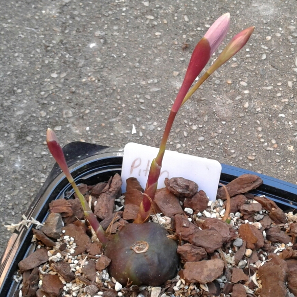 plant image 840366