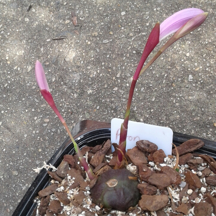 plant image 845968