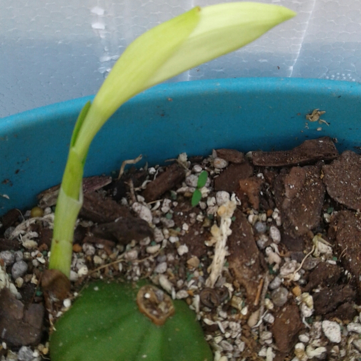 plant image 845971 plant image 845971