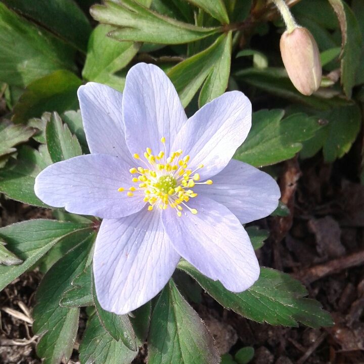 plant image 846032