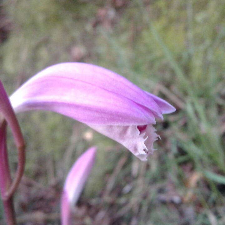 plant image 846766