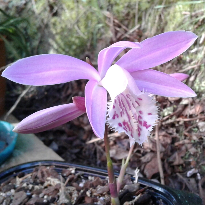 plant image 847545