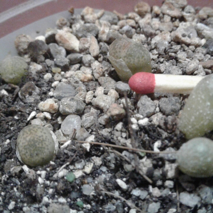 plant image 847764