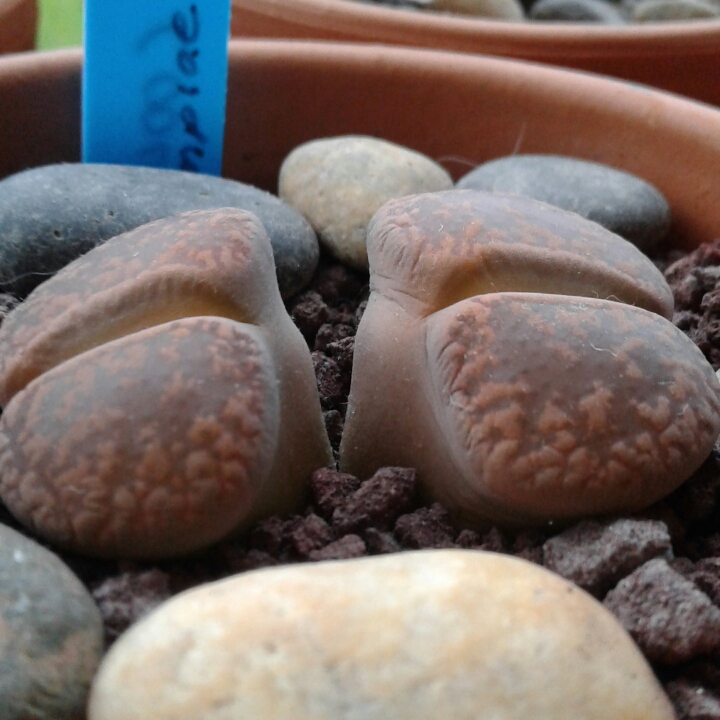 plant image 847808 plant image 847808