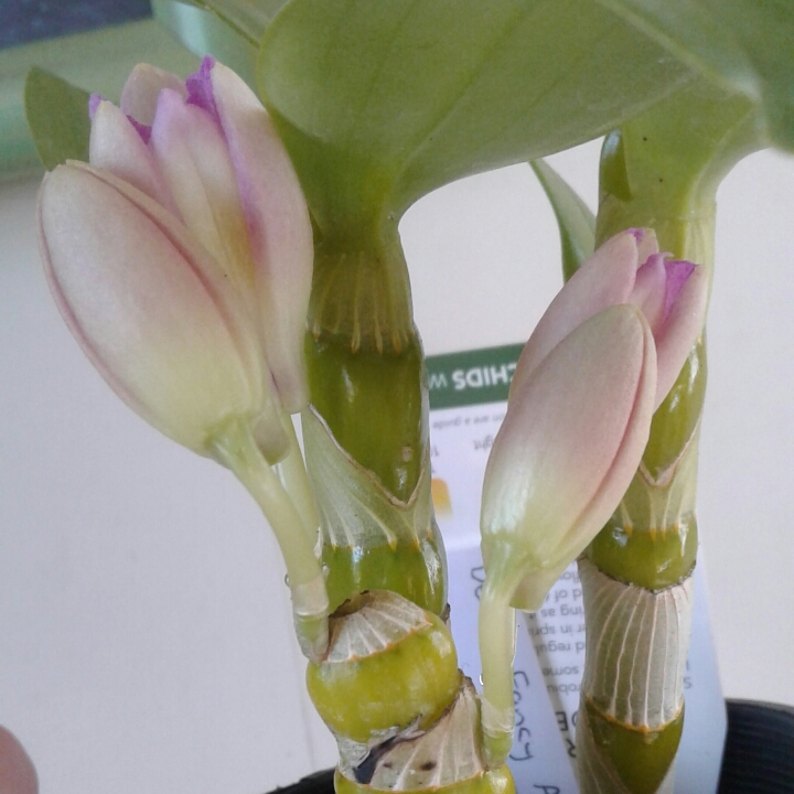 plant image 849242
