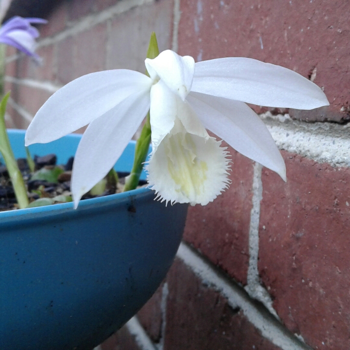 plant image 851013 plant image 851013