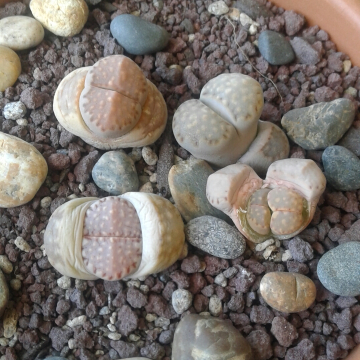 plant image 851618 plant image 851618