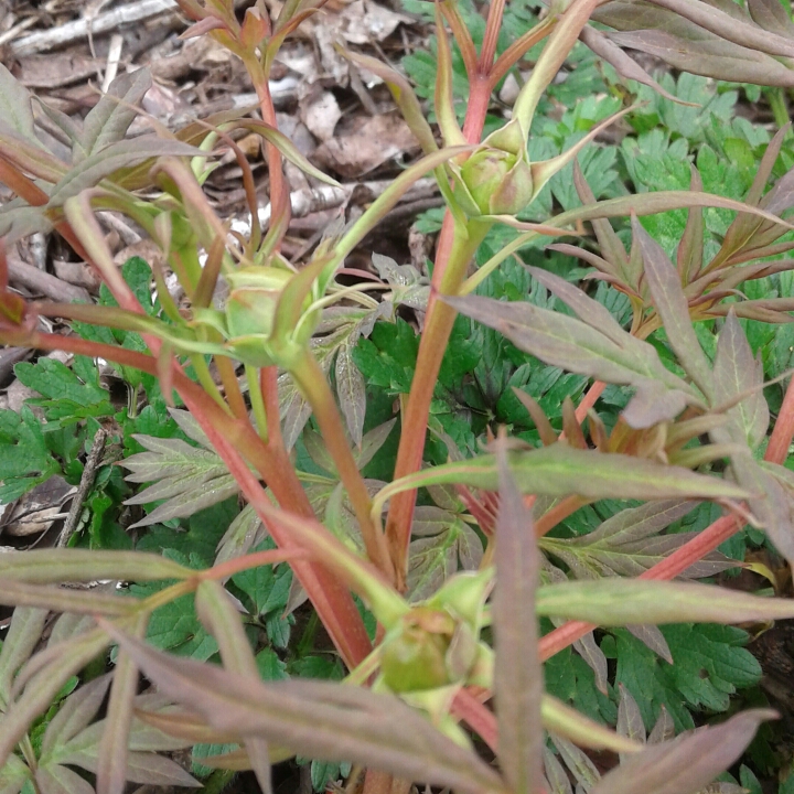 plant image 852343