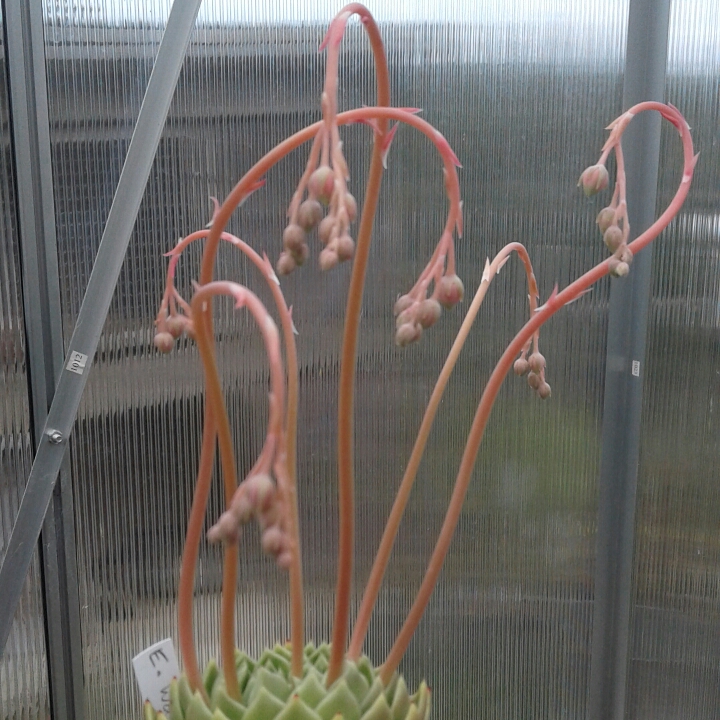plant image 853050 plant image 853050