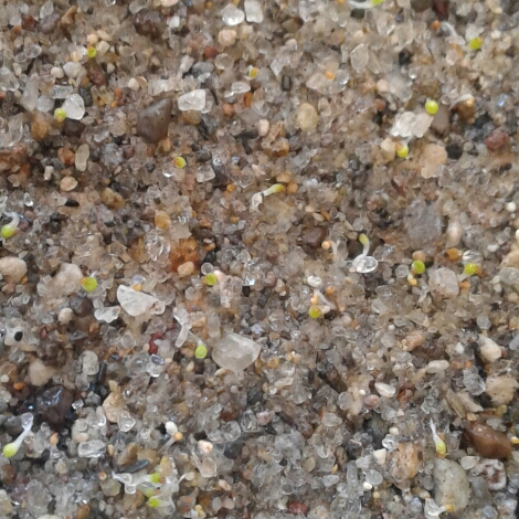 plant image 853821 plant image 853821