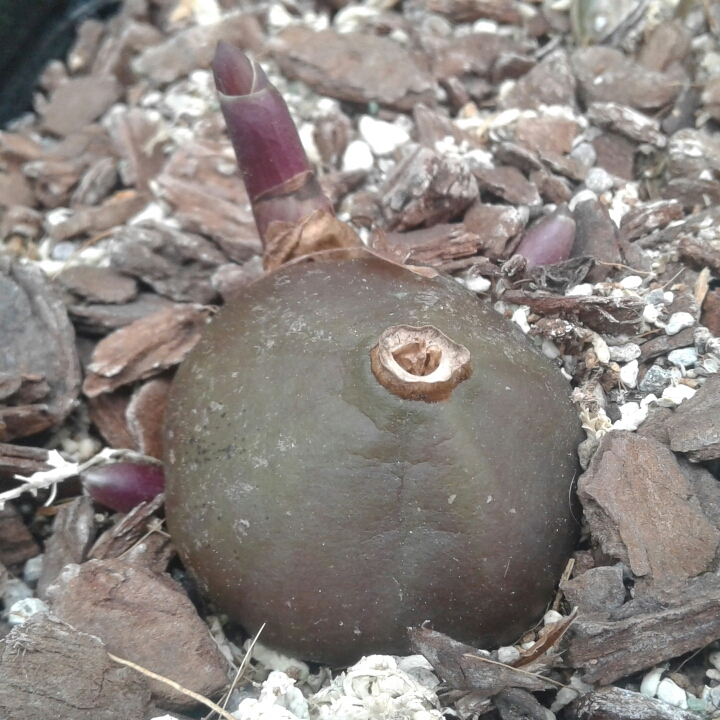 plant image 854622