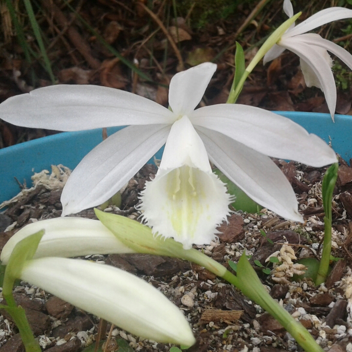 plant image 854627 plant image 854627
