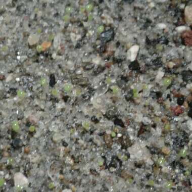 Lithops Otzeniana C350