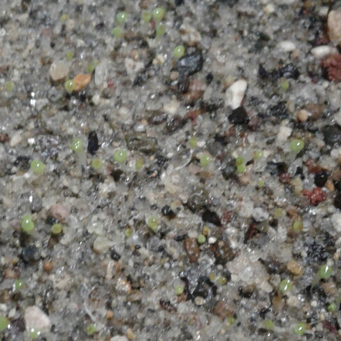 plant image 856433 plant image 856433