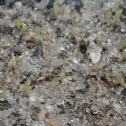 plant image 856435 plant image 856435