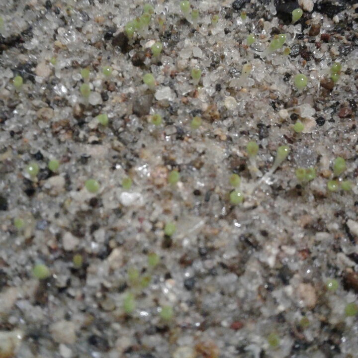 plant image 856438 plant image 856438