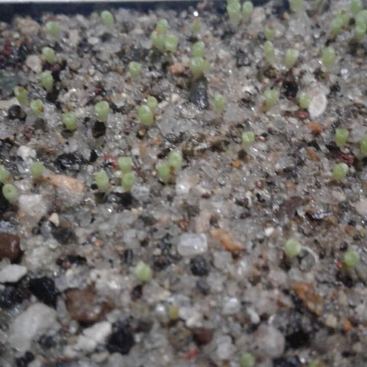 plant image 858440 plant image 858440