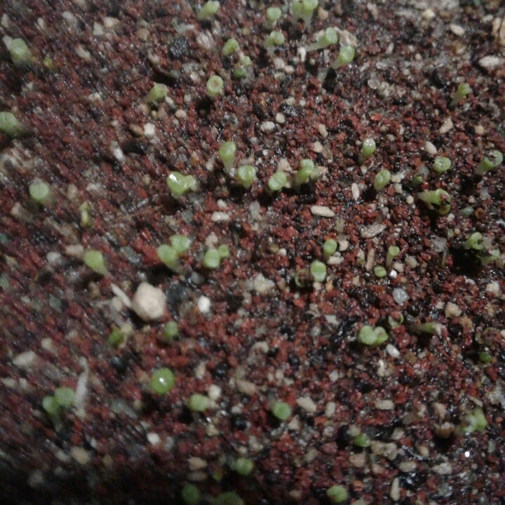 plant image 858443 plant image 858443