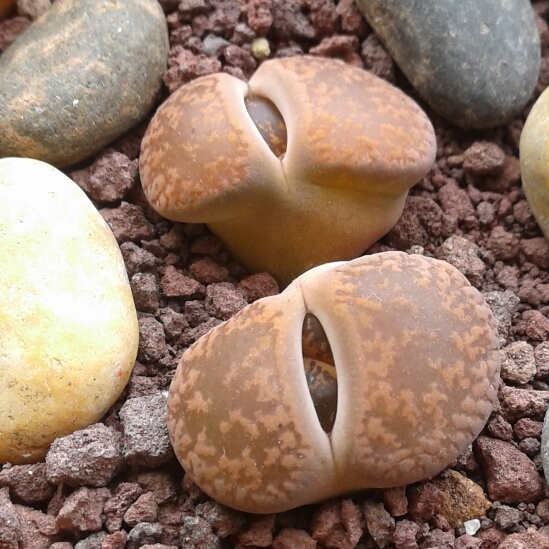 plant image 859810 plant image 859810