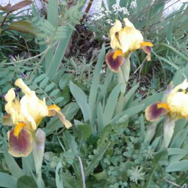 Iris x germanica