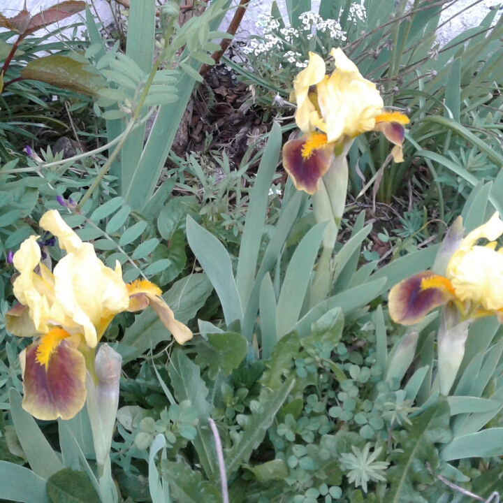 plant image 863085