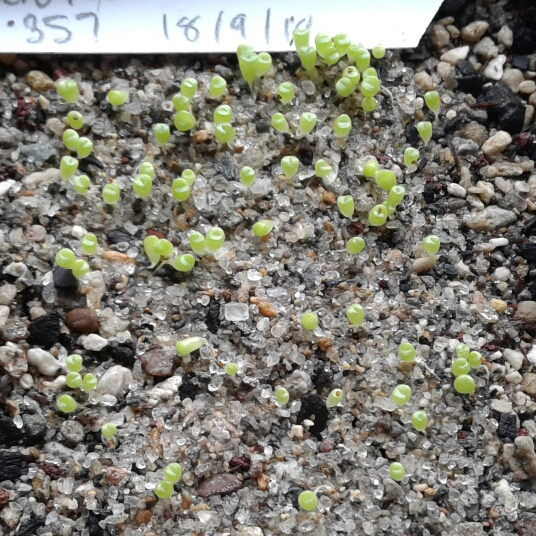 plant image 868349 plant image 868349