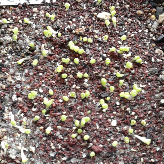 plant image 868351 plant image 868351