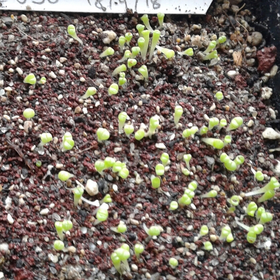 plant image 868353 plant image 868353