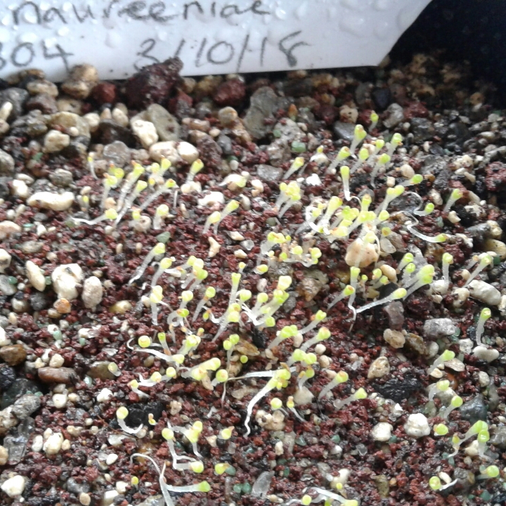 plant image 868570