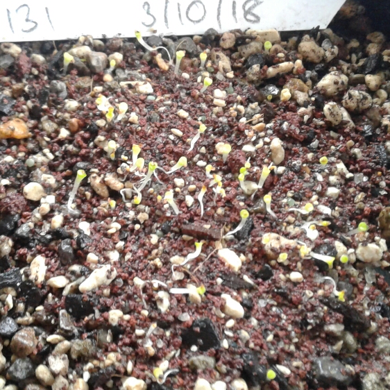 plant image 868574