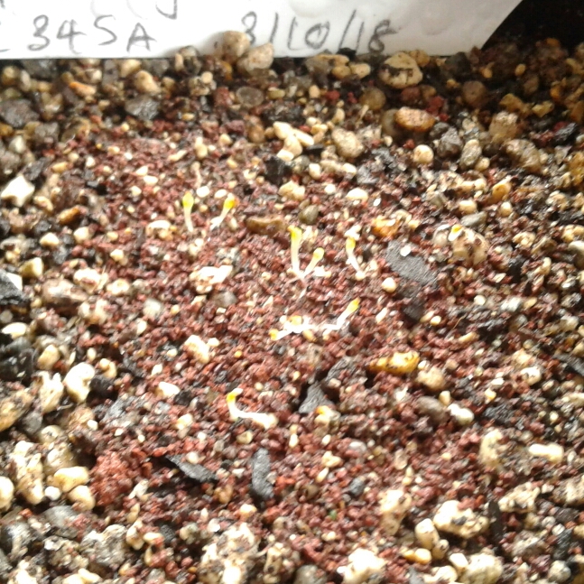 plant image 868601