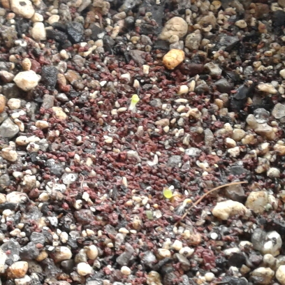 plant image 868606