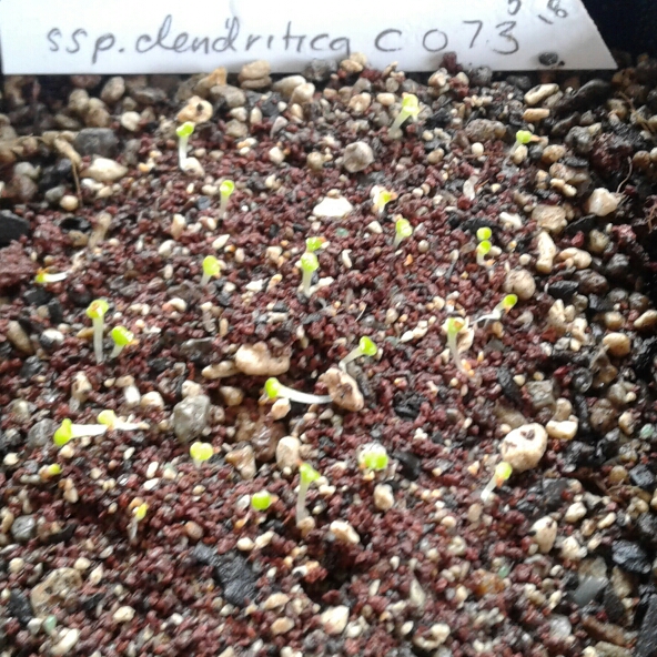 plant image 868613