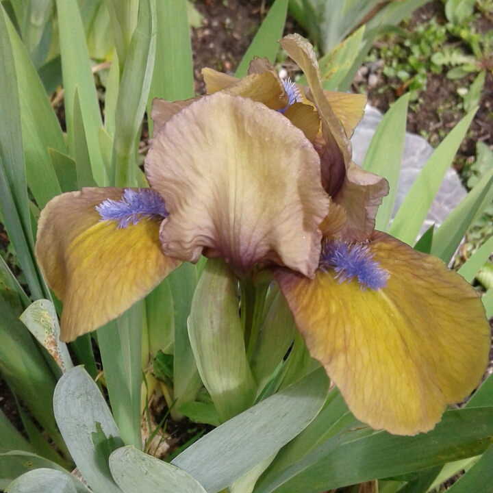plant image 871896