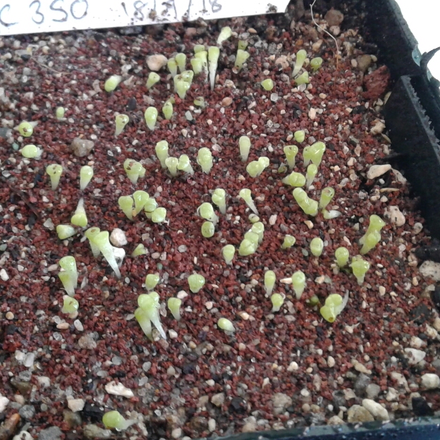 plant image 873439 plant image 873439