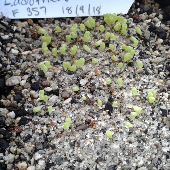 plant image 873446 plant image 873446