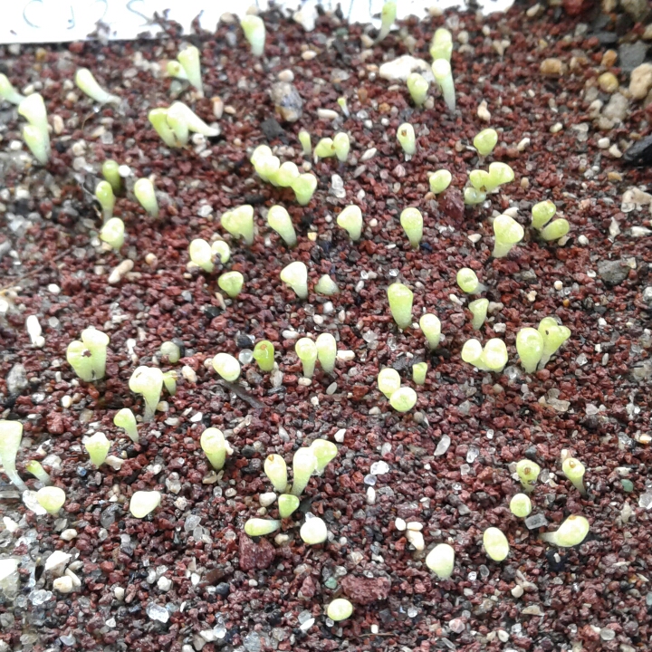 plant image 873447 plant image 873447