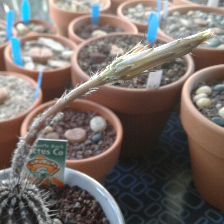 plant image 875068 plant image 875068