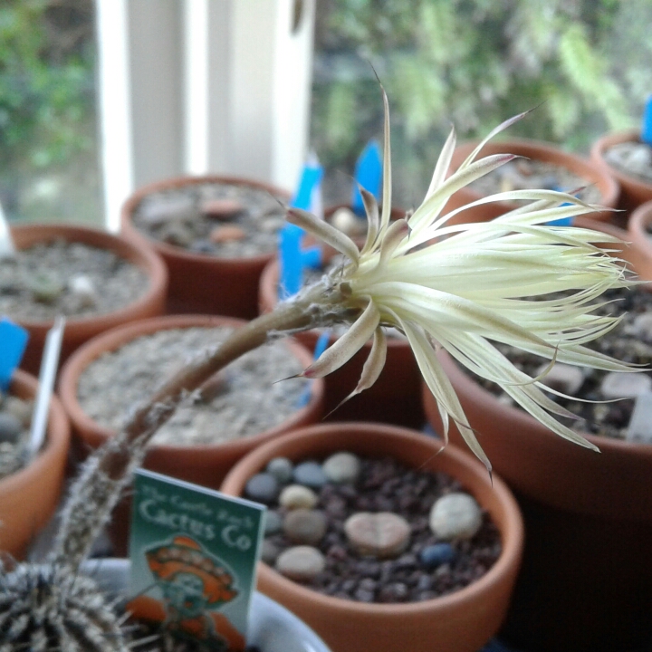 plant image 875072 plant image 875072