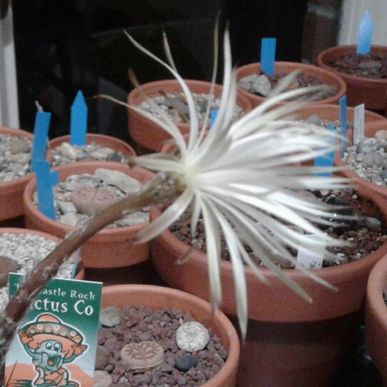 plant image 875167 plant image 875167