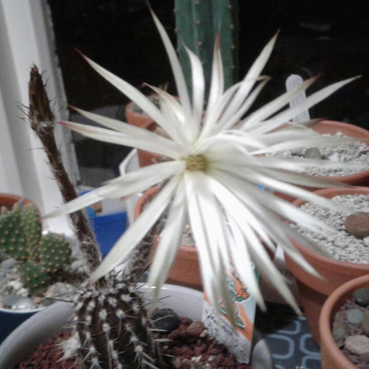 plant image 875187 plant image 875187