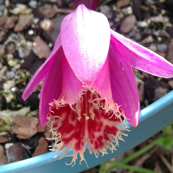 plant image 875646