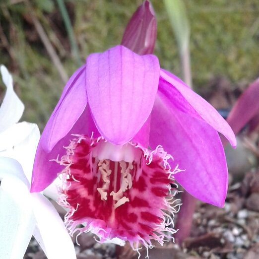 plant image 875647
