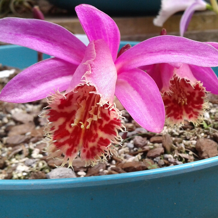 plant image 877202