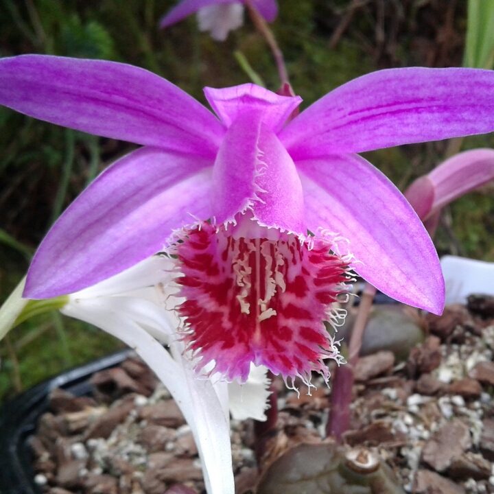 plant image 877205
