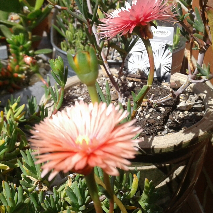 plant image 878077