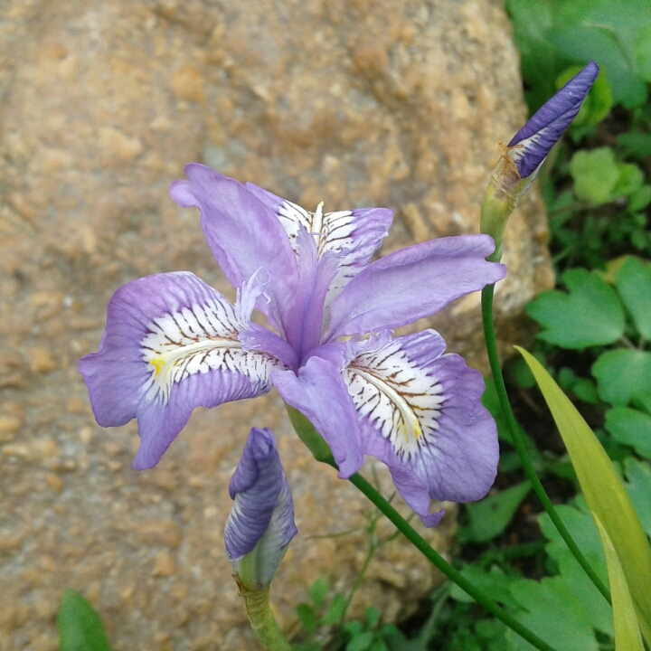 plant image 881382