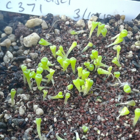 plant image 886880